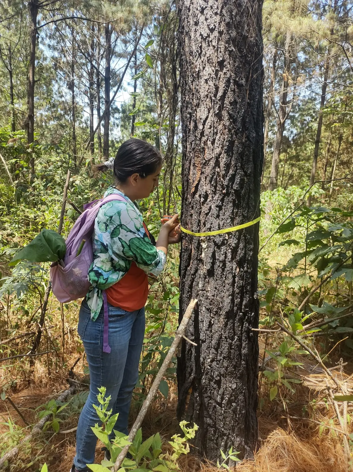 Tree measurement